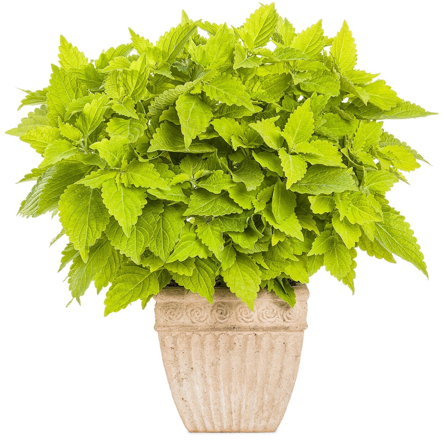 The Colorblaze® Lime Time® Coleus with lim-green serrated leaves, is displayed in a beige textured ceramic pot with decorative patterns, against a white backdrop - Photo Courtesy of Proven Winners, Inc. Decorative pot not included.