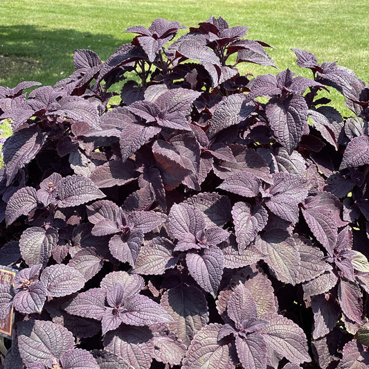 Colorblaze® Newly Noir™ Coleus - Photo Property of Garden Crossings LLC