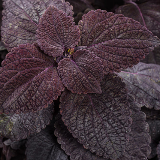 Colorblaze® Newly Noir™ Coleus - Photo Courtesy of Proven Winners, Inc.