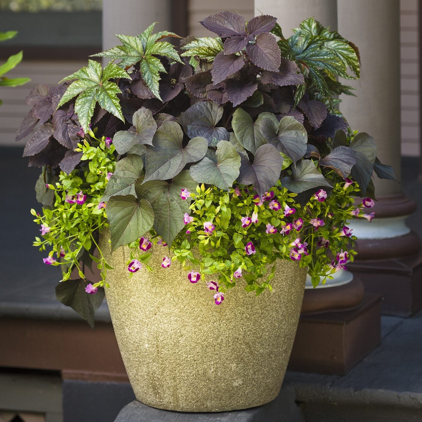 A large beige planter with purple and green foliage, featuring Colorblaze® Newly Noir™ Coleus and cascading small pink flowers, sits on a porch by wooden columns - Photo Courtesy of Proven Winners, Inc. Decorative pot not included.