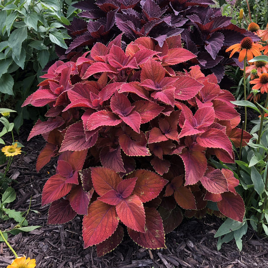 Colorblaze® Rediculous® Coleus - Photo Property of Garden Crossings LLC