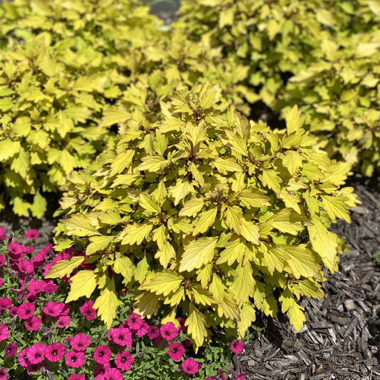 Colorblaze® Royale Pineapple Brandy™ Coleus - Photo Property of Garden Crossings LLC