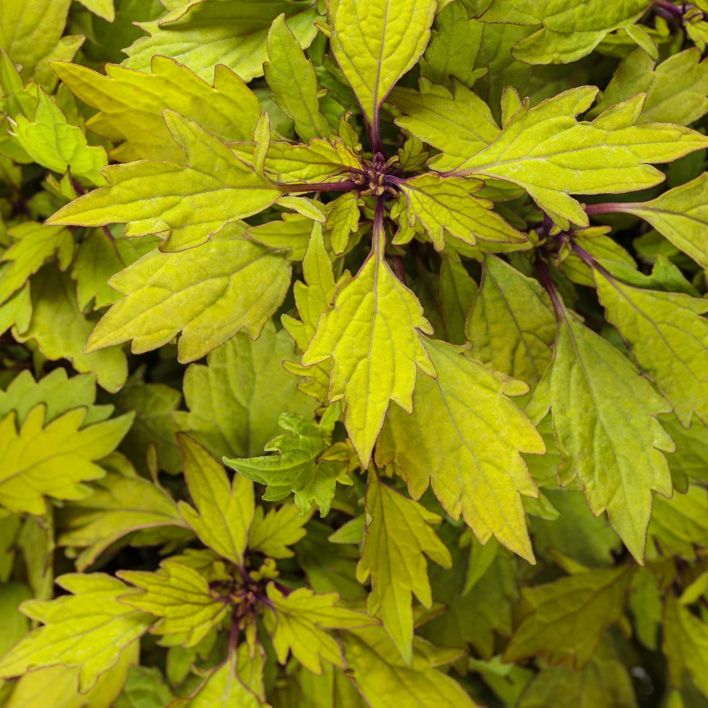 Close-up of vibrant green-yellow serrated leaves with purple stems, highlighting the lush foliage of Colorblaze® Royale Pineapple Brandy™ Coleus - Photo Courtesy of Proven Winners, Inc.