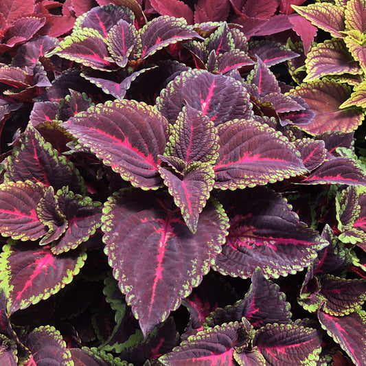 Colorblaze® Torchlight® Coleus - Photo Property of Garden Crossings LLC
