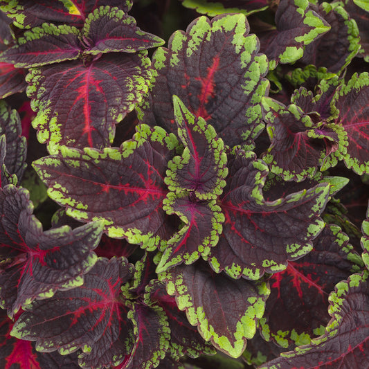 Colorblaze® Torchlight® Coleus - Photo Courtesy of Proven Winners, Inc.