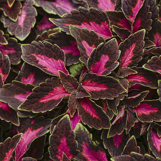 Colorblaze® Velveteen® Coleus - Photo Courtesy of Proven Winners, Inc.