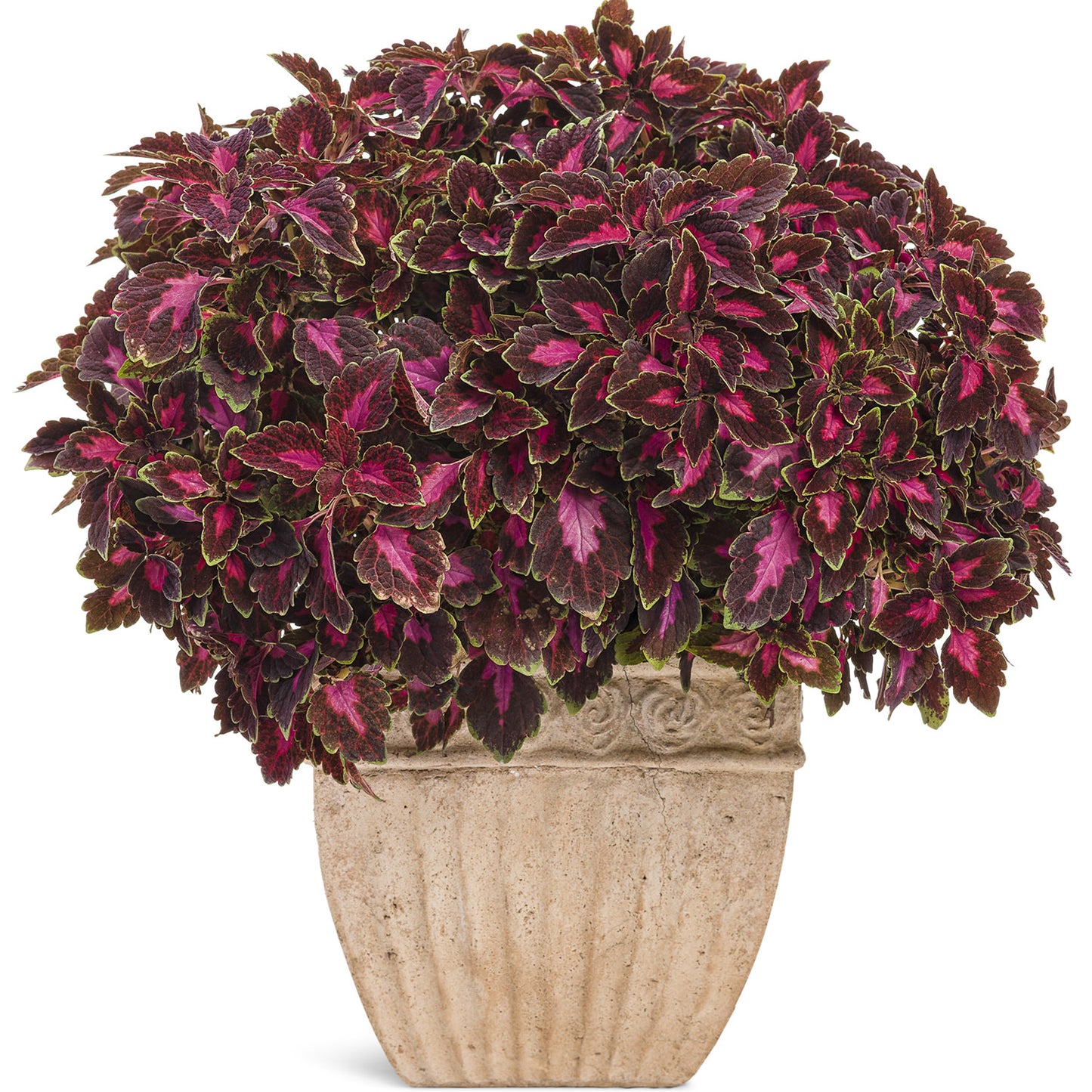 Colorblaze® Velveteen® Coleus - Photo Courtesy of Proven Winners, Inc.