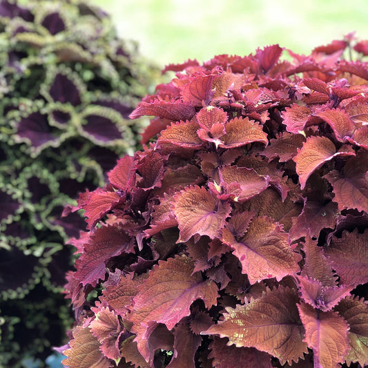 Colorblaze® Wicked Hot® Coleus - Photo Property of Garden Crossings LLC
