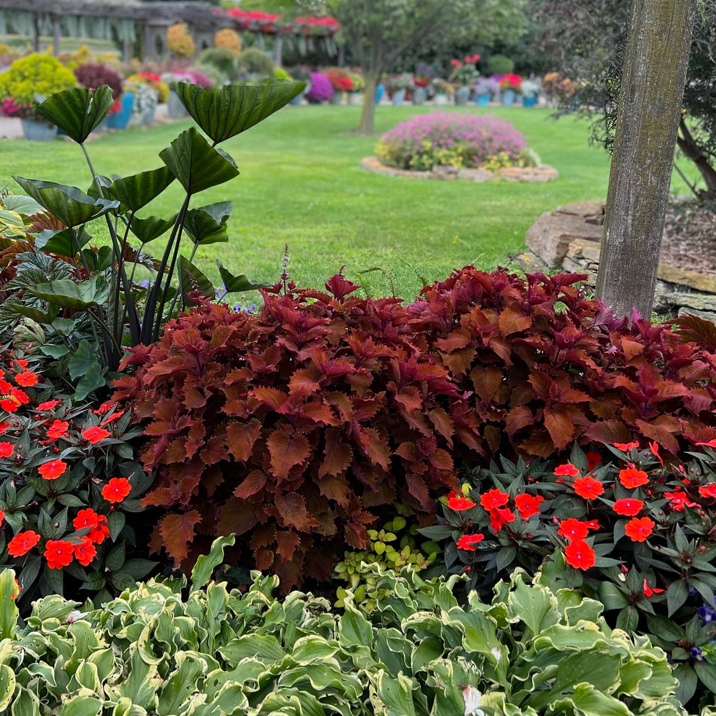 Colorblaze® Wicked Hot® Coleus - Photo Property of Garden Crossings LLC