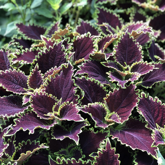 Colorblaze® Wicked Witch™ Coleus - Photo Property of Garden Crossings LLC