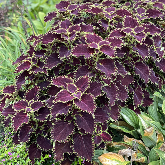 Colorblaze® Wicked Witch™ Coleus features large, deep burgundy, serrated leaves with bright green edges and a velvety texture amid surrounding greenery - Photo Property of Garden Crossings LLC