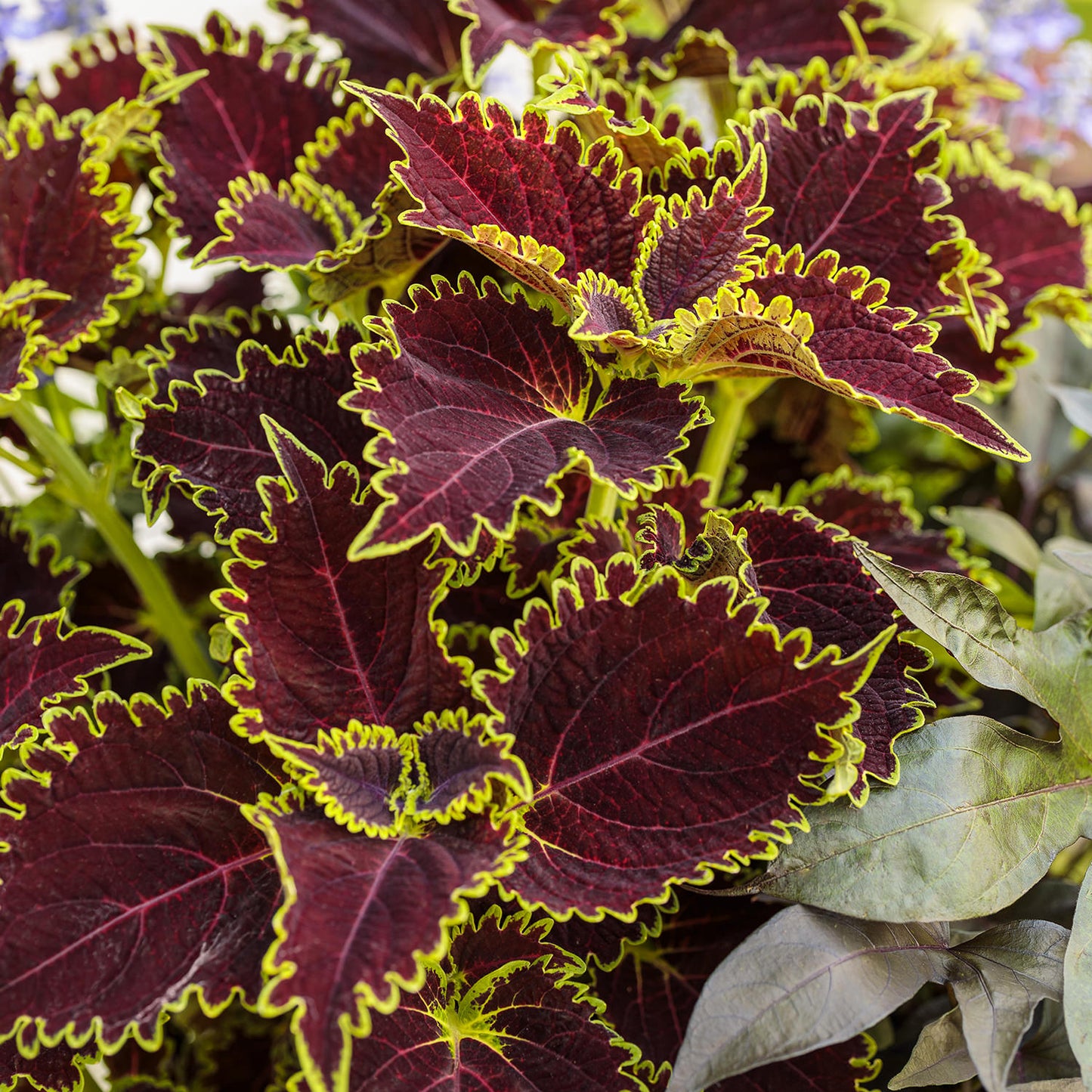 Colorblaze® Wicked Witch™ Coleus - Photo Courtesy of Proven Winners, Inc.