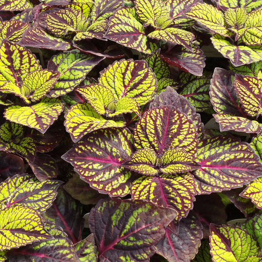 Fishnet Stockings Coleus - Photo Property of Garden Crossings LLC