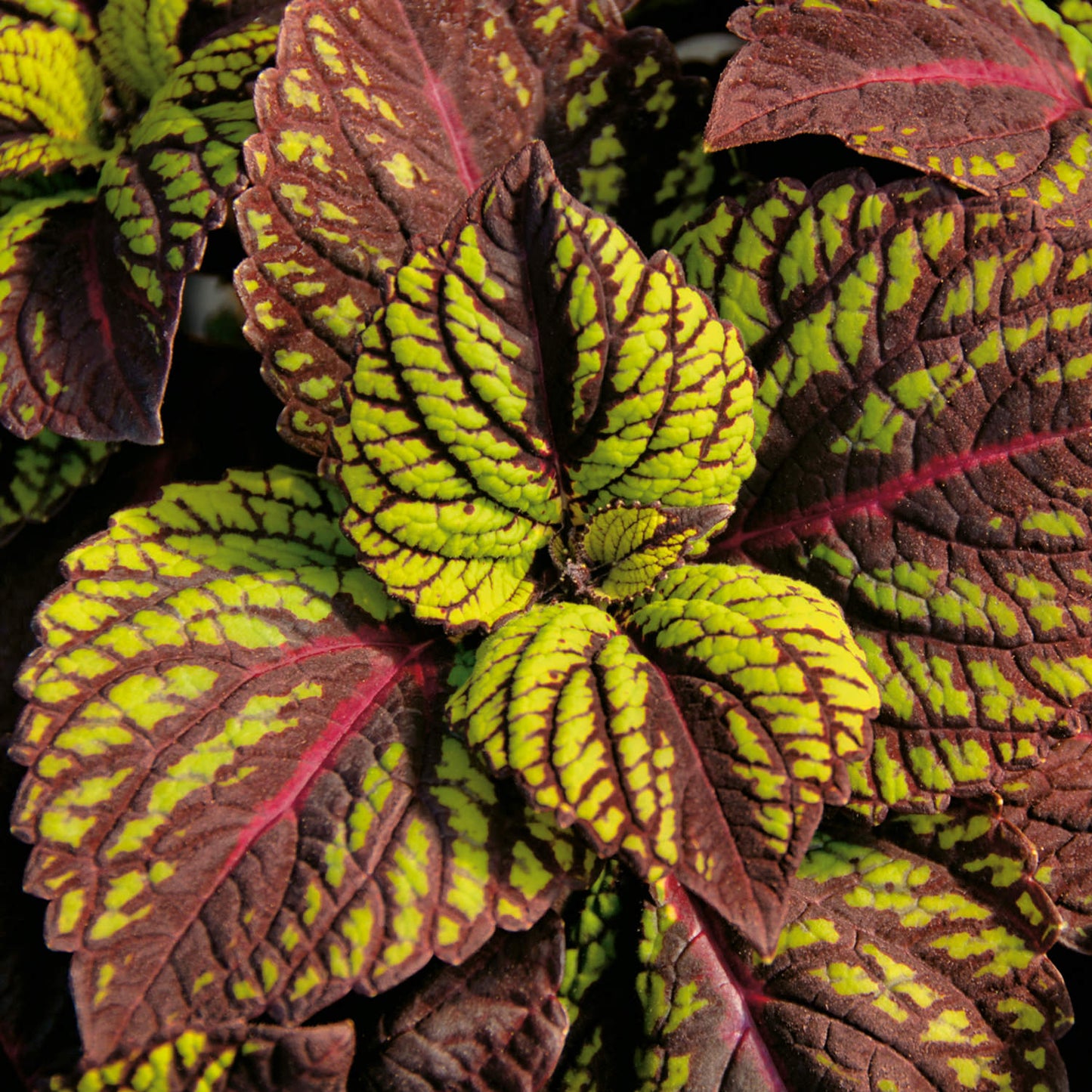 Fishnet Stockings Coleus features bold yellow-green and deep burgundy-red patterned leaves with jagged edges and striking veining - Photo Courtesy of Proven Winners, Inc.