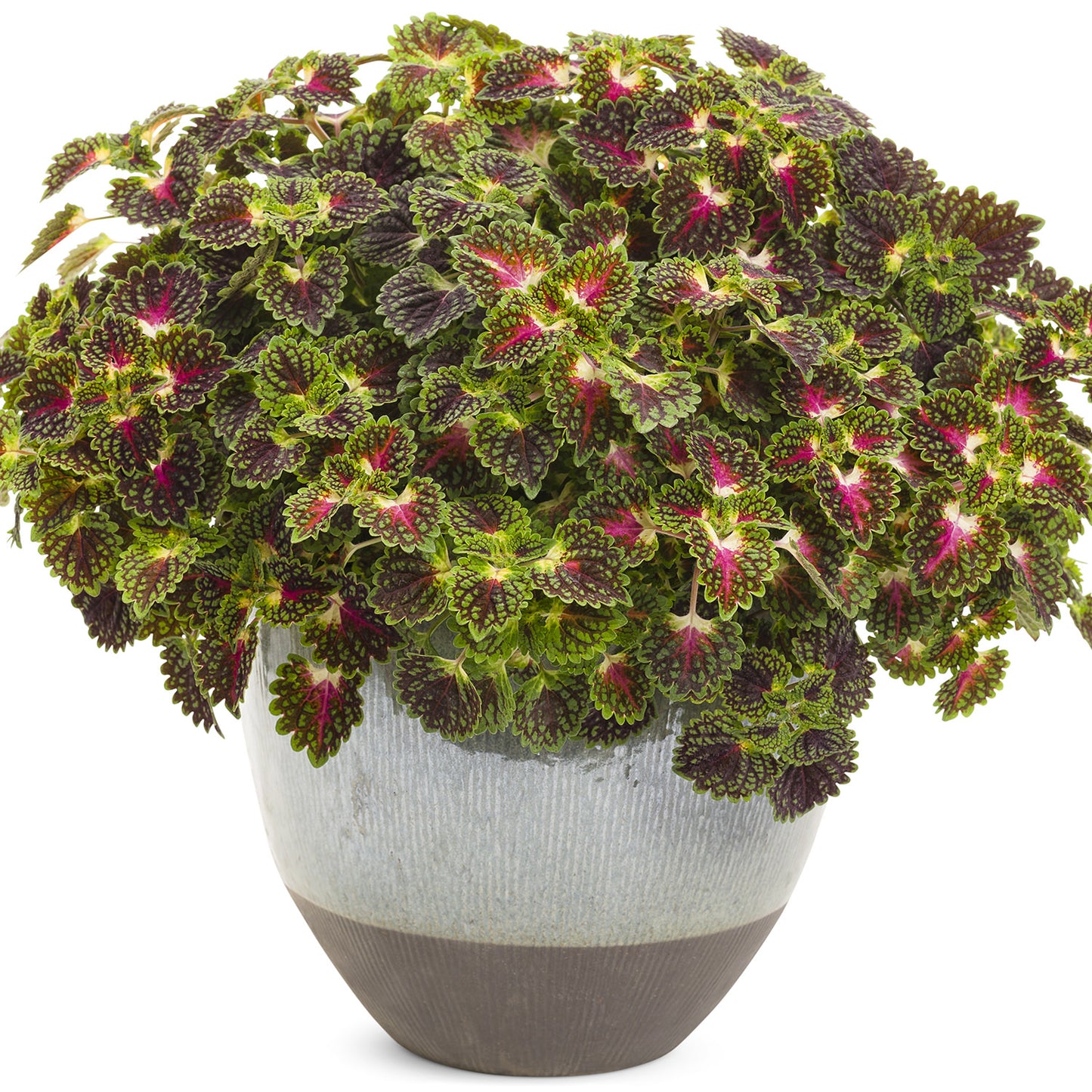 Colorblaze® Strawberry Drop Coleus - Photo Courtesy of Proven Winners, Inc.