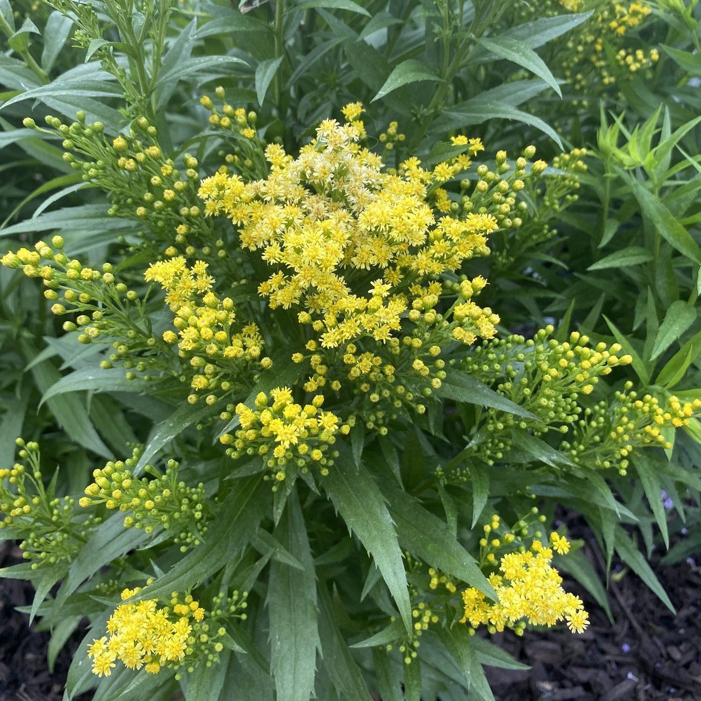 A cluster of Little Lemon Goldenrod (Solidago) wildflowers with small, star-shaped yellow blooms and slender green leaves - Photo Property of Garden Crossings LLC.