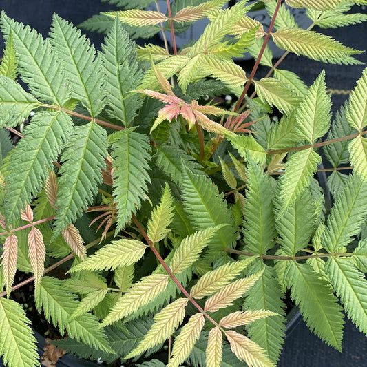 Mr Mustard® False Spirea (Sorbaria) - Photo Property of Garden Crossings LLC