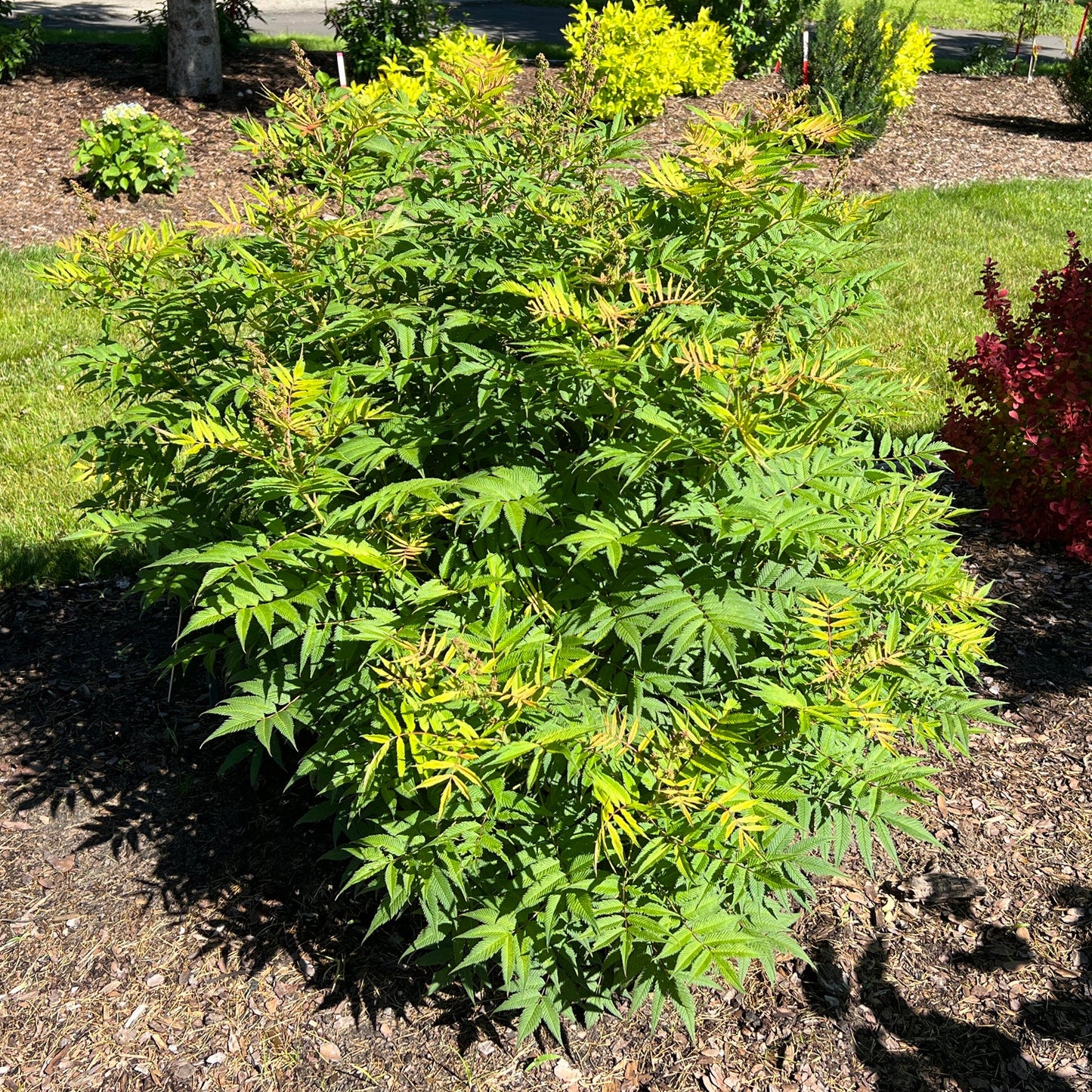 A vibrant Mr Mustard® False Spirea (Sorbaria) with yellow-tipped leaves brightens a mulched garden bed, surrounded by grass and sunlight - Photo Property of Garden Crossings LLC