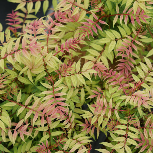 Close-up of Mr Mustard® False Spirea (Sorbaria), a deer-resistant shrub with fern-like leaves that blend light green, pink, and red hues, featuring serrated edges and slender stems. - Photo Courtesy of Proven Winners, Inc.