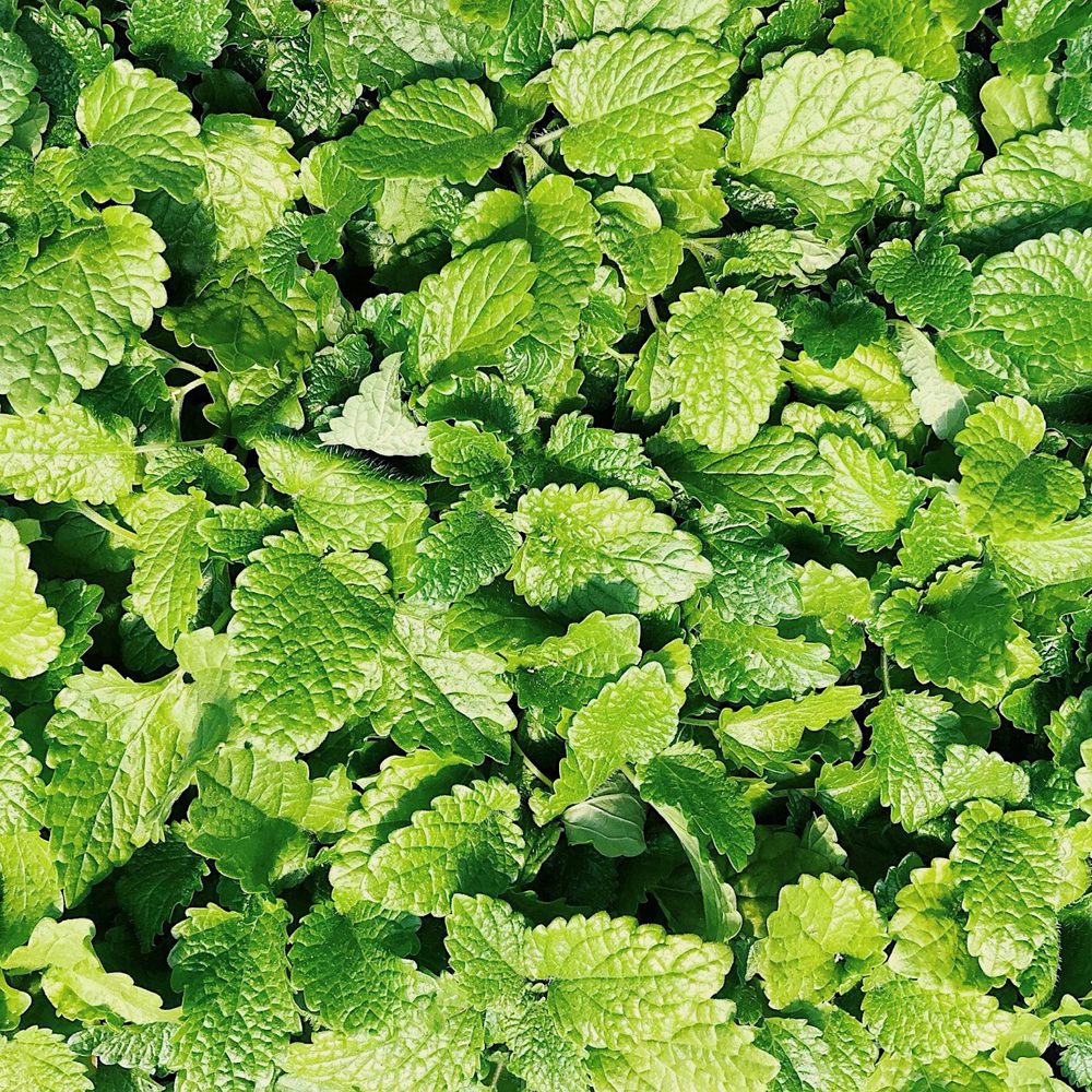 Spearmint' Mint (Mentha) - Photo Courtesy of Pixabay