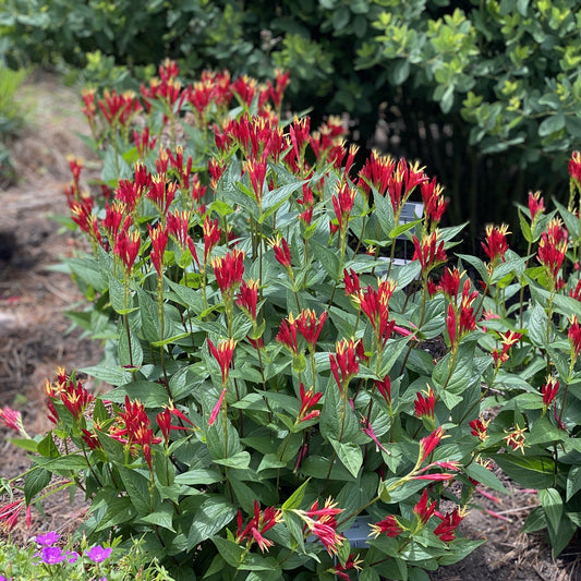 A garden bed featuring the vibrant red tubular blooms and lush green foliage of 'Little Redhead' Spigelia, surrounded by mulch and background shrubs - Photo Property of Garden Crossings LLC.