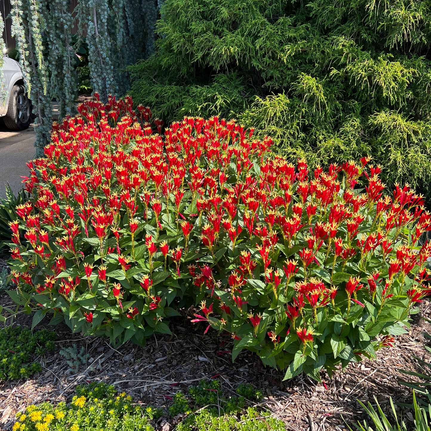 Little Redhead' Spigelia - Photo Property of Garden Crossings LLC