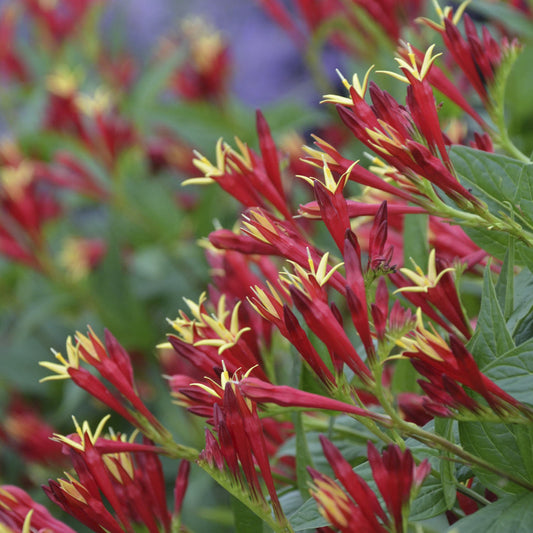 Close-up of 'Little Redhead' Spigelia, a striking native perennial densely covered with clusters of crimson red tubular flowers and pointed green leaves. Its colorful blooms stand out beautifully against a softly blurred background - Photo Courtesy of Walters Gardens, Inc.