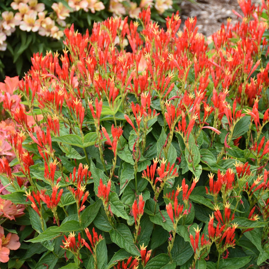 Ragin Cajun' Spigelia - Photo Courtesy of Walters Gardens, Inc.