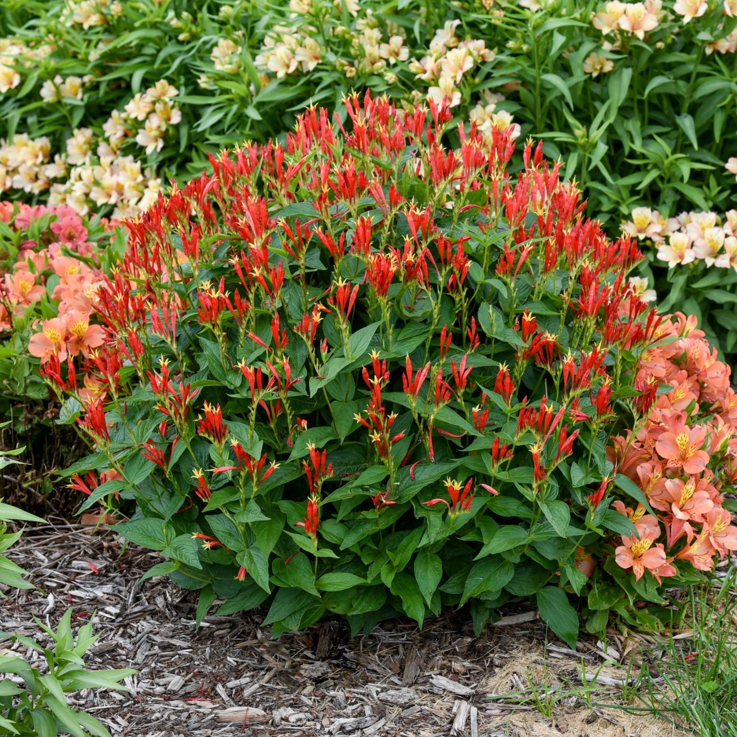 A 'Ragin Cajun' Spigelia, a native perennial with green leaves and upright deep red tubular flowers, grows in a mulched garden bed among orange and yellow blooms - Photo Courtesy of Walters Gardens, Inc.