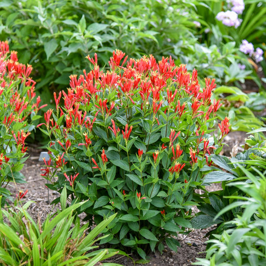 Orange Slices' Spigelia - Photo Courtesy of Walters Gardens, Inc.