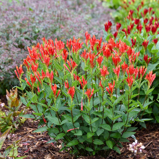 Orange Slices' Spigelia - Photo Courtesy of Walters Gardens, Inc.