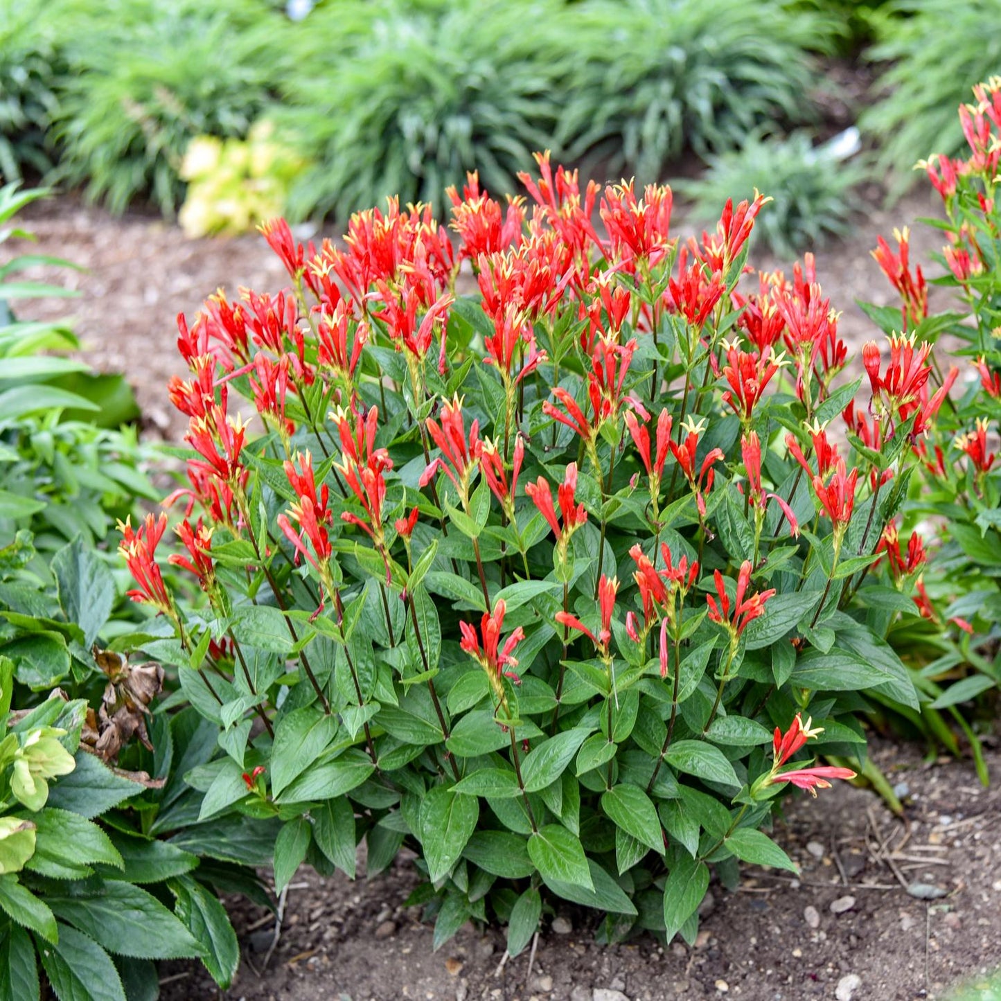 ‘Orange Slices’ Spigelia is a bushy native perennial with vibrant red tubular flowers and green leaves, thriving in garden beds alongside other plants and hints of orange blooms in the background - Photo Courtesy of Walters Gardens, Inc.