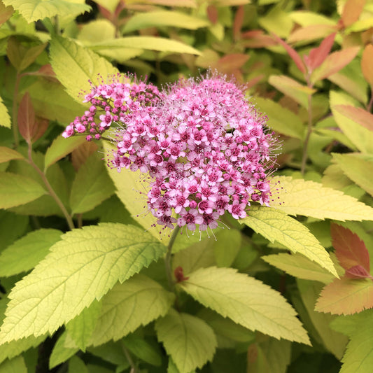 Double Play Big Bang® Spiraea - Photo Property of Garden Crossings LLC