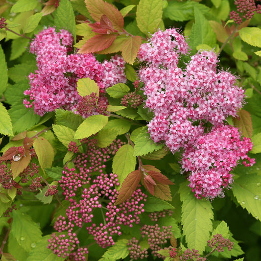 Double Play Big Bang® Spiraea - Photo Courtesy of Proven Winners, Inc.