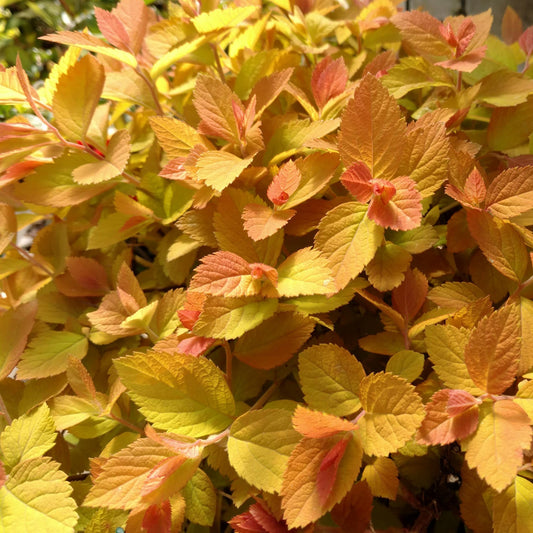 Close-up of Double Play® Candy Corn® Spiraea, a deer resistant shrub with dense, vibrant yellow, orange, and red serrated leaves that shine in sunlight for striking garden appeal. - Photo Property of Garden Crossings LLC