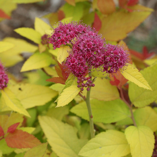 Clusters of small, bright pink flowers bloom on the Double Play® Candy Corn® Spiraea, a shrub with yellow-green and red-tinted foliage that adds vibrant contrast to any outdoor space. - Photo Courtesy of Proven Winners, Inc.