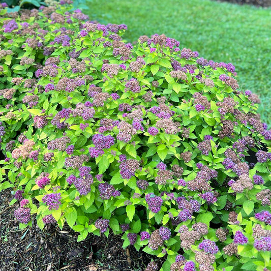Top-down view of a Double Play Dolly® Spiraea, features clusters of small purple flowers and vibrant green leaves, thriving in garden beds next to lush grass. - Photo Property of Garden Crossings LLC