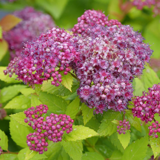 Double Play Dolly® Spiraea - Photo Courtesy of Proven Winners, Inc.