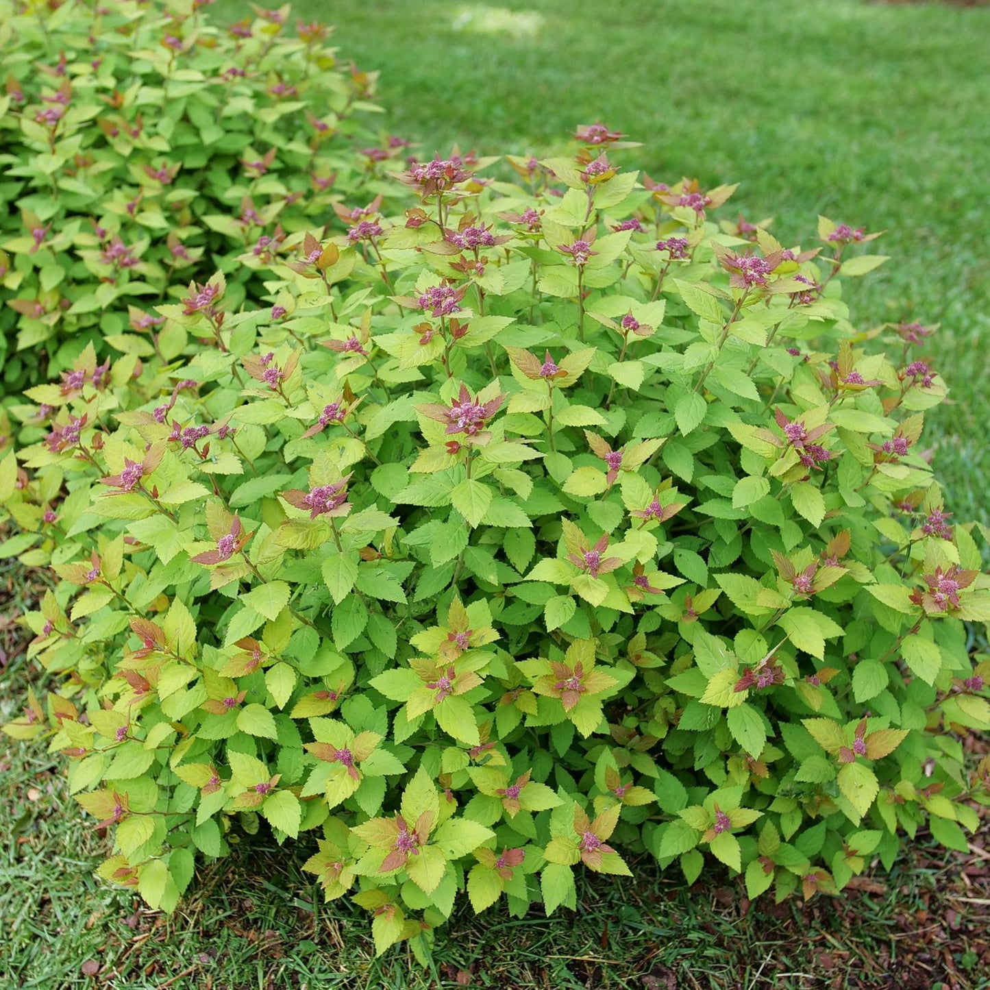 Rounded green shrubs with small, pointed leaves and clusters of purple flowers, likely Double Play Dolly® Spiraea, grow compactly on a grassy lawn, with additional bushes visible in the background. - Photo Courtesy of Proven Winners, Inc.