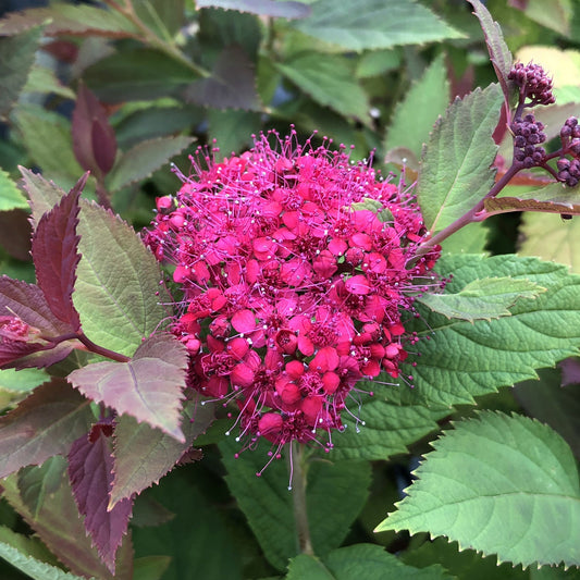 A close-up of a vibrant pink Double Play Doozie® Reblooming Spiraea flower cluster is surrounded by green and reddish leaves, with its small blooms forming a dense, rounded shape at the center. - Photo Property of Garden Crossings LLC