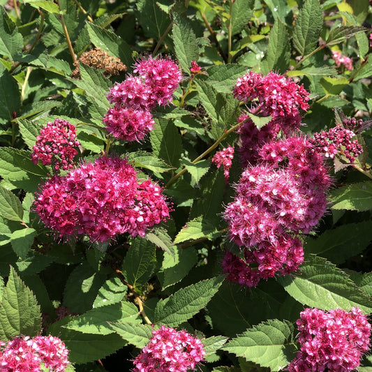 Close-up of Double Play Doozie® Reblooming Spiraea features clusters of vibrant pink, round blooms that stand out among lush green, serrated leaves, creating a striking garden display in bright sunlight. - Photo Property of Garden Crossings LLC
