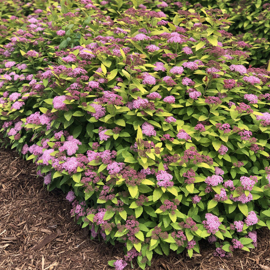 Double Play® Gold Spiraea - Photo Property of Garden Crossings LLC