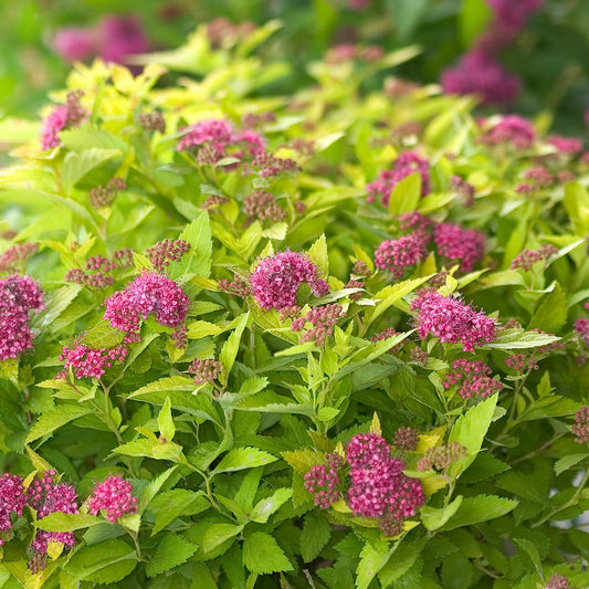 The Double Play® Gold Spiraea is a dense, flowering shrub with clusters of bright pink blooms and vibrant green leaves, thriving outdoors in natural light and admired for its striking gold foliage. - Photo Courtesy of Proven Winners, Inc.