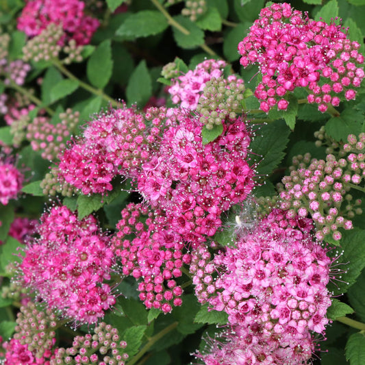 Double Play® Princess™ Spiraea - Photo Courtesy of Proven Winners, Inc.