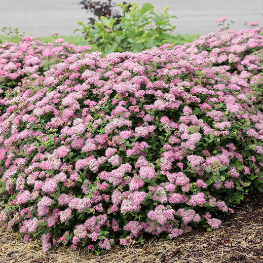 Double Play® Princess™ Spiraea is a dense, compact shrub covered in clusters of small pink flowers, thriving in a mulched landscape bed with a road visible behind it. - Photo Courtesy of Proven Winners, Inc.