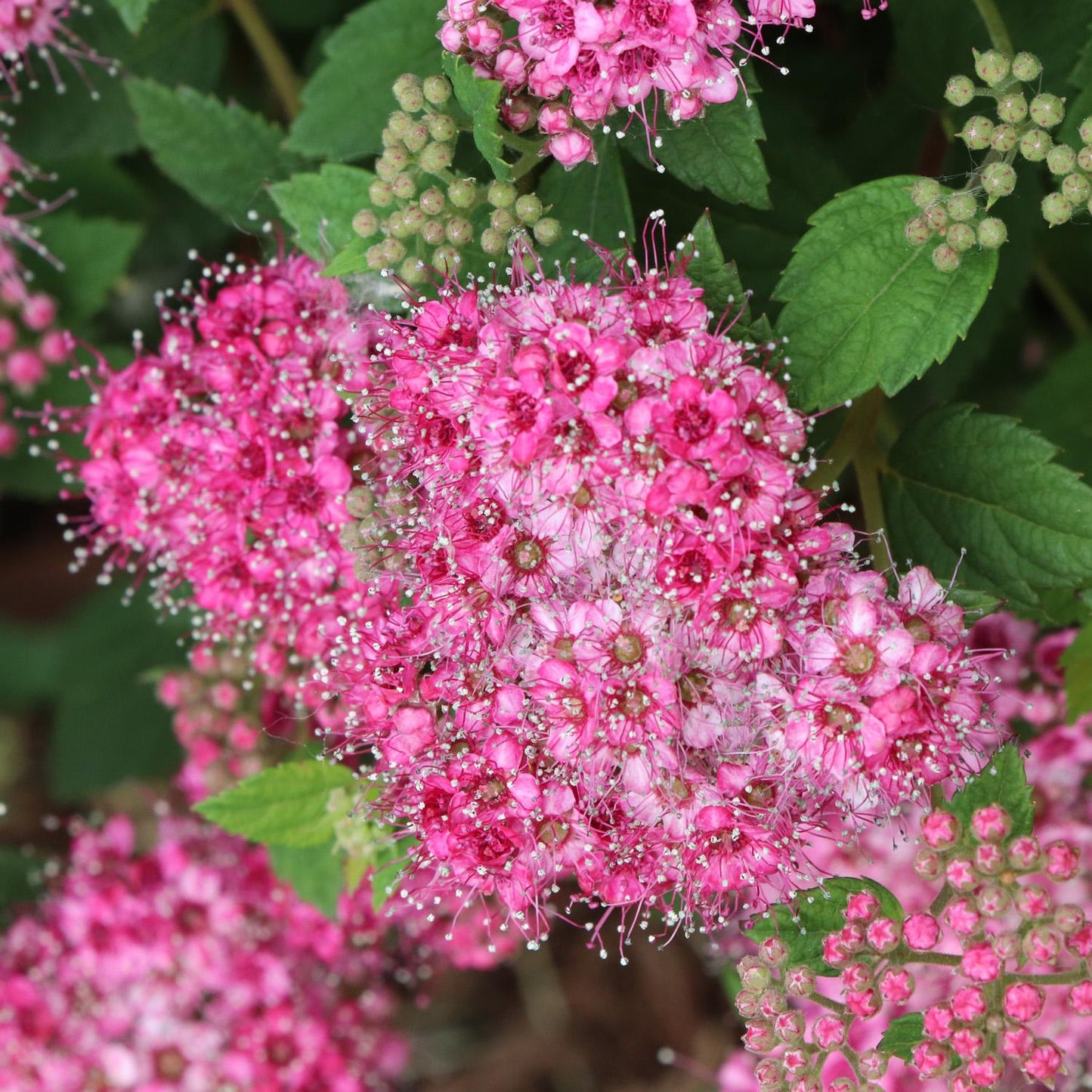Double Play® Princess™ Spiraea is a compact shrub with clusters of small, bright pink flowers featuring white stamens among green leaves. Its vibrant blooms create textured appeal, with some buds remaining closed for added interest. - Photo Courtesy of Proven Winners, Inc.