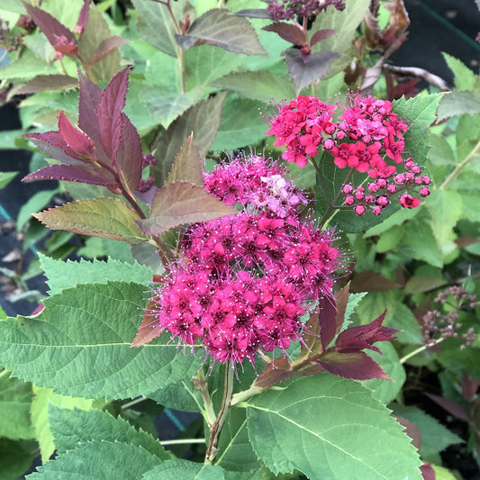 Clusters of bright pink flowers with small petals and delicate stamens decorate the Double Play® Red Spiraea, a healthy shrub. Its green leaves with reddish edges stand out against a background of lush greenery. - Photo Property of Garden Crossings LLC
