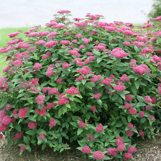 Double Play® Red Spiraea is a green flowering shrub with clusters of small, bright pink flowers in a mulched garden bed - Photo Courtesy of Proven Winners, Inc.