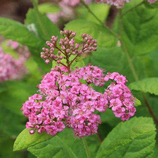 A cluster of small, bright pink flowers and unopened buds on green stems, surrounded by chartreuse-yellow foliage of the Glow Girl® Pink Spirea - Birchleaf Spiraea, creates a lively garden scene. - Photo Courtesy of Proven Winners, Inc.