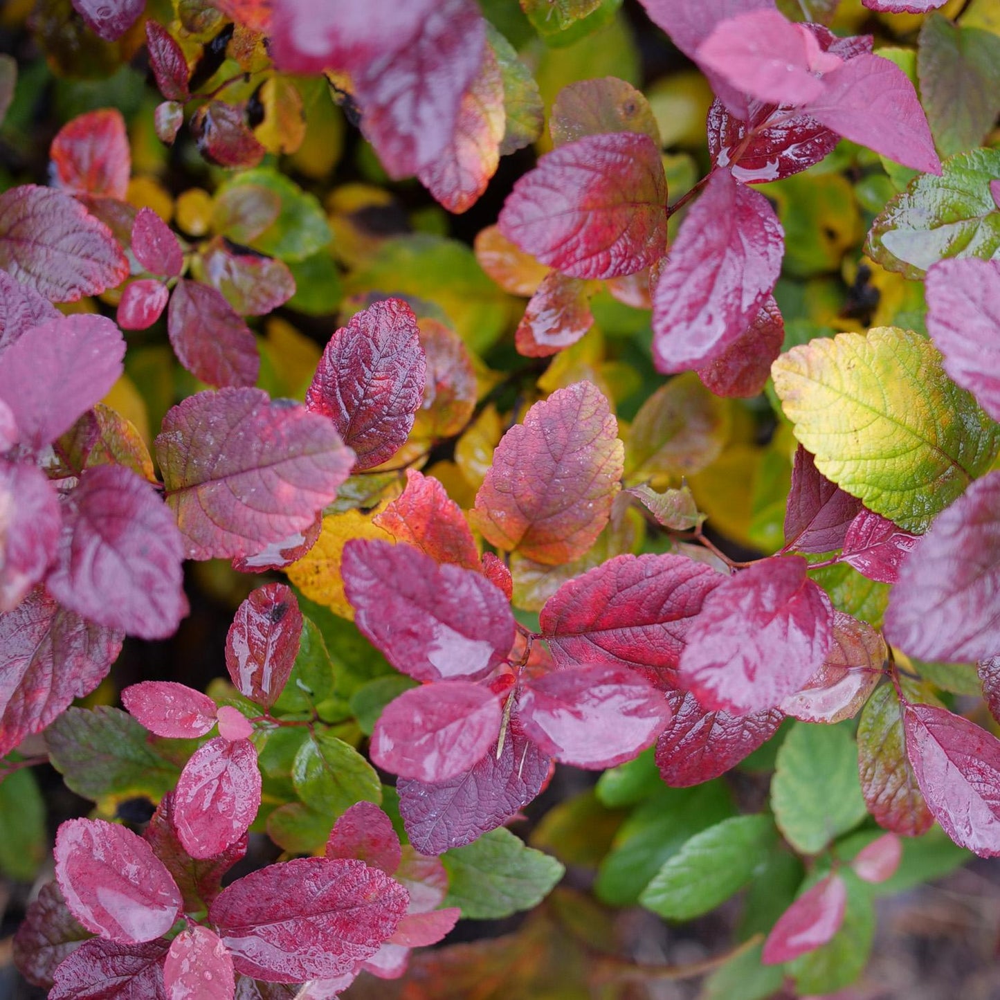 Wet red, pink, green, and chartreuse-yellow leaves overlap, reflecting light and showing autumn’s colors. These vibrant hues make Glow Girl® Pink Spirea - Birchleaf Spiraea a perfect choice for a colorful, low-maintenance shrub. - Photo Courtesy of Proven Winners, Inc.